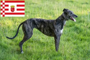 Read more about the article Greyhound breeders and puppies in Bremen