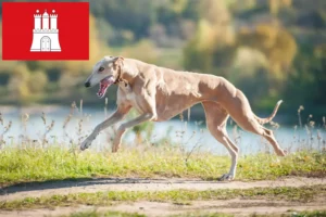 Read more about the article Greyhound breeders and puppies in Hamburg