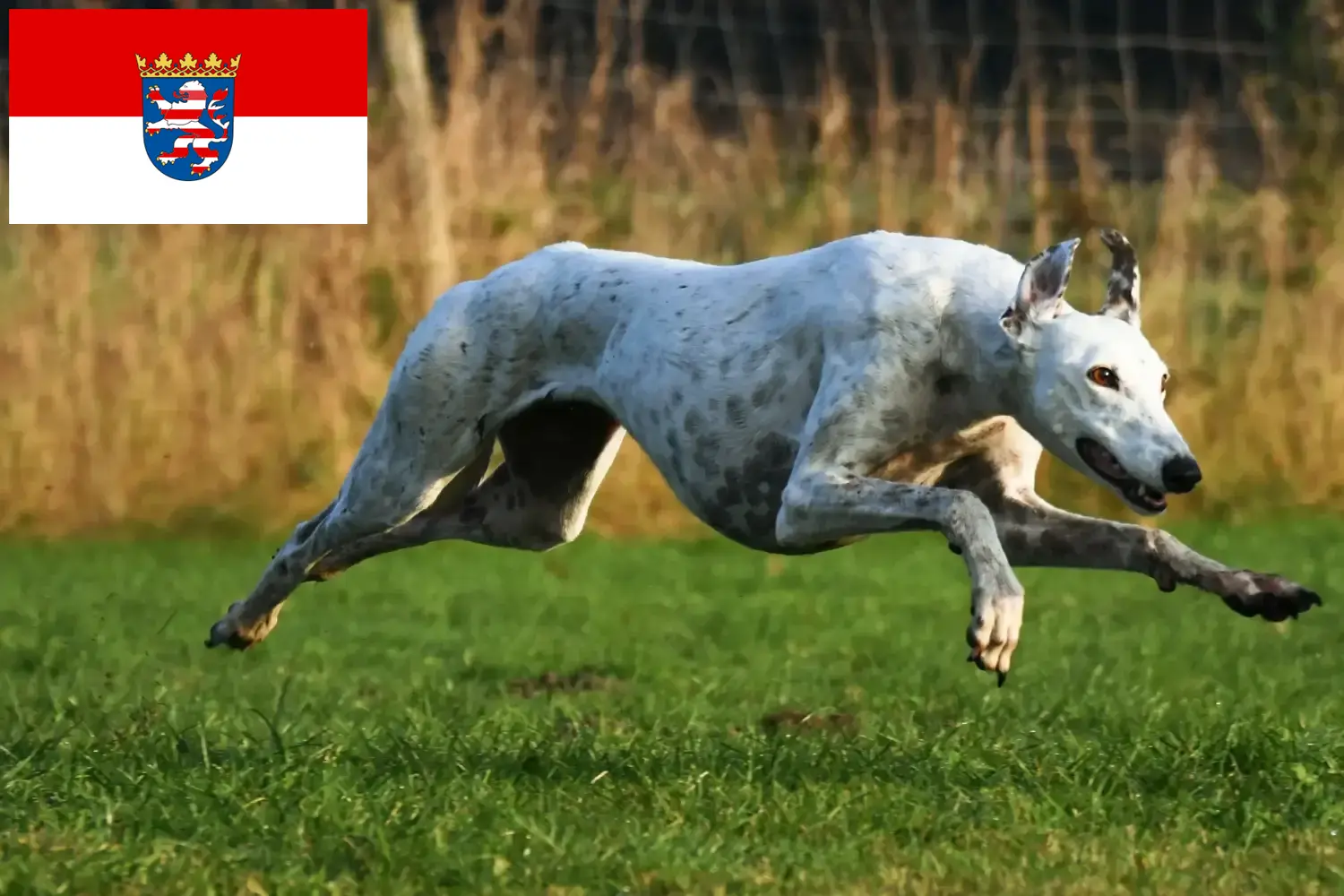Read more about the article Greyhound breeders and puppies in Hessen