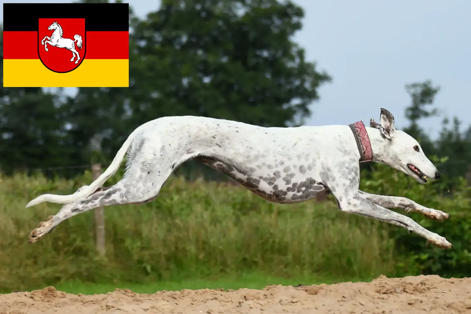 Read more about the article Greyhound breeders and puppies in Lower Saxony