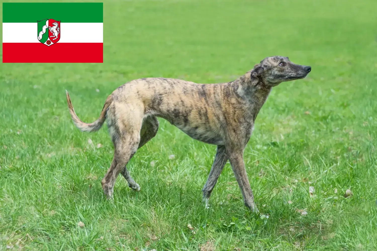 Read more about the article Greyhound breeders and puppies in North Rhine-Westphalia
