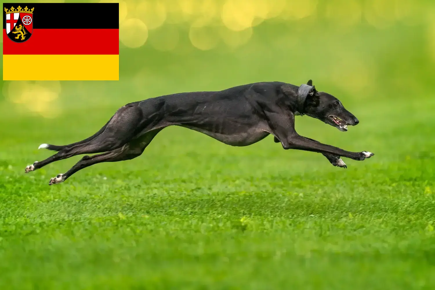 Read more about the article Greyhound breeders and puppies in Rhineland-Palatinate