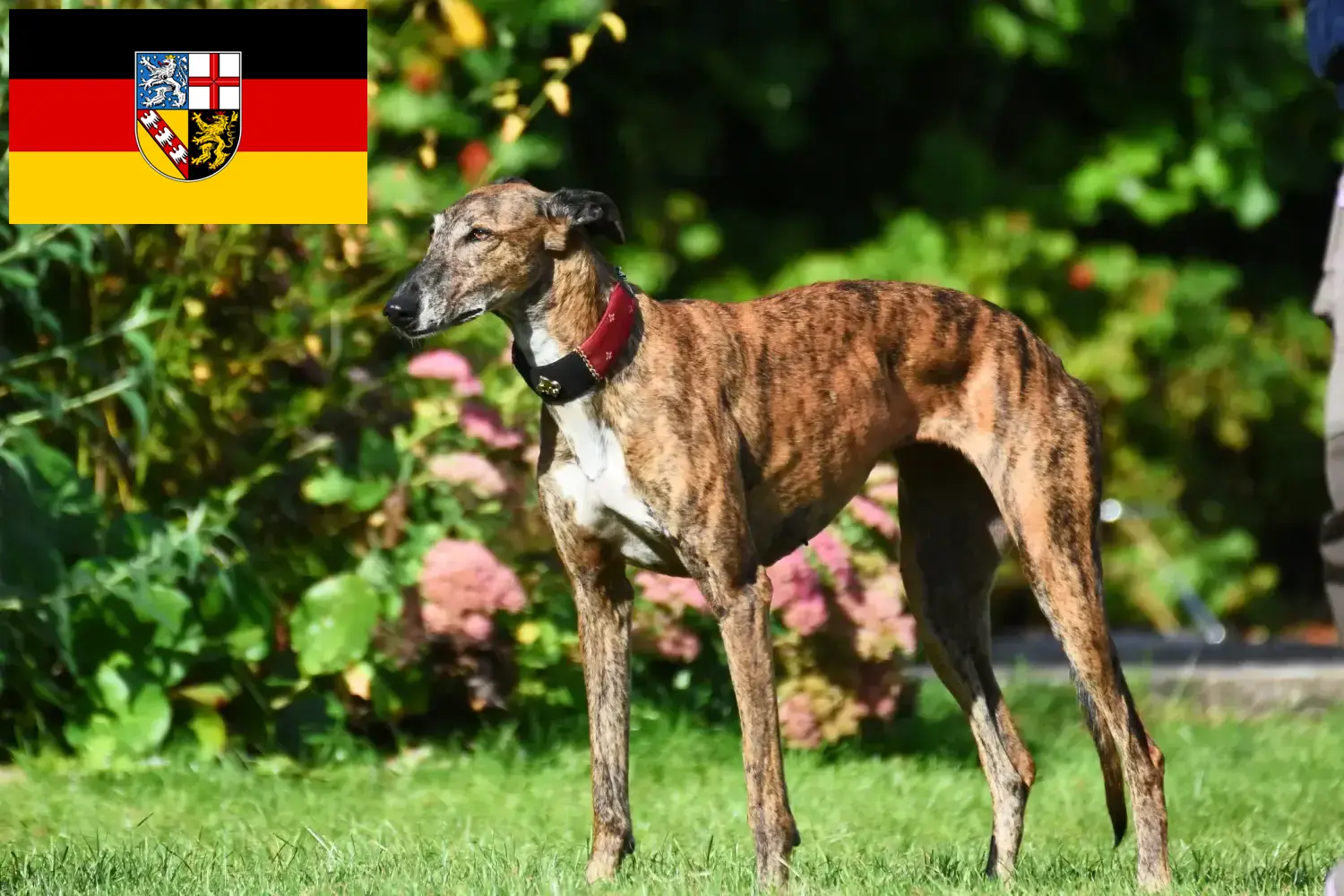 Read more about the article Greyhound breeders and puppies in Saarland