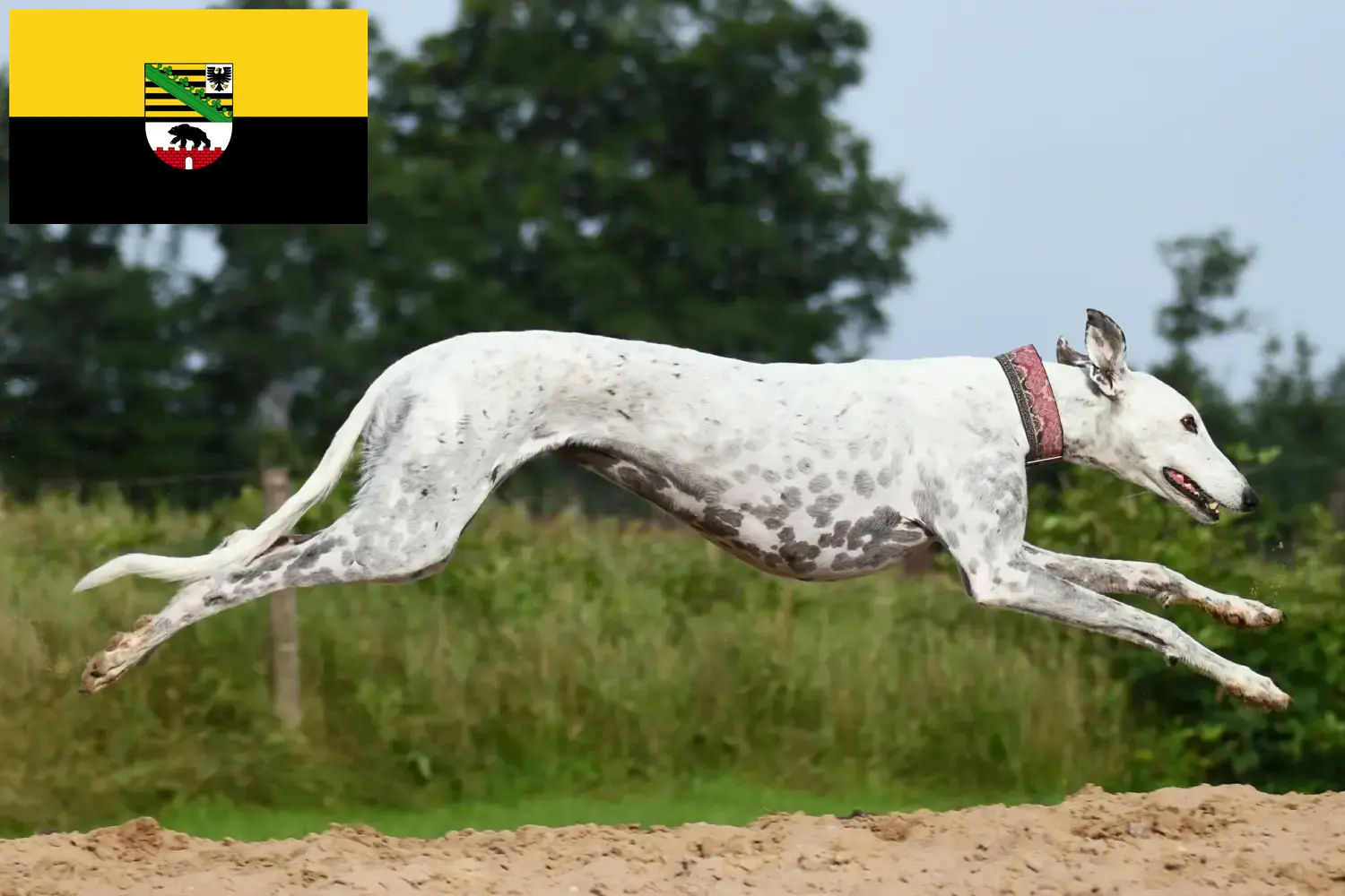 Read more about the article Greyhound breeders and puppies in Saxony-Anhalt