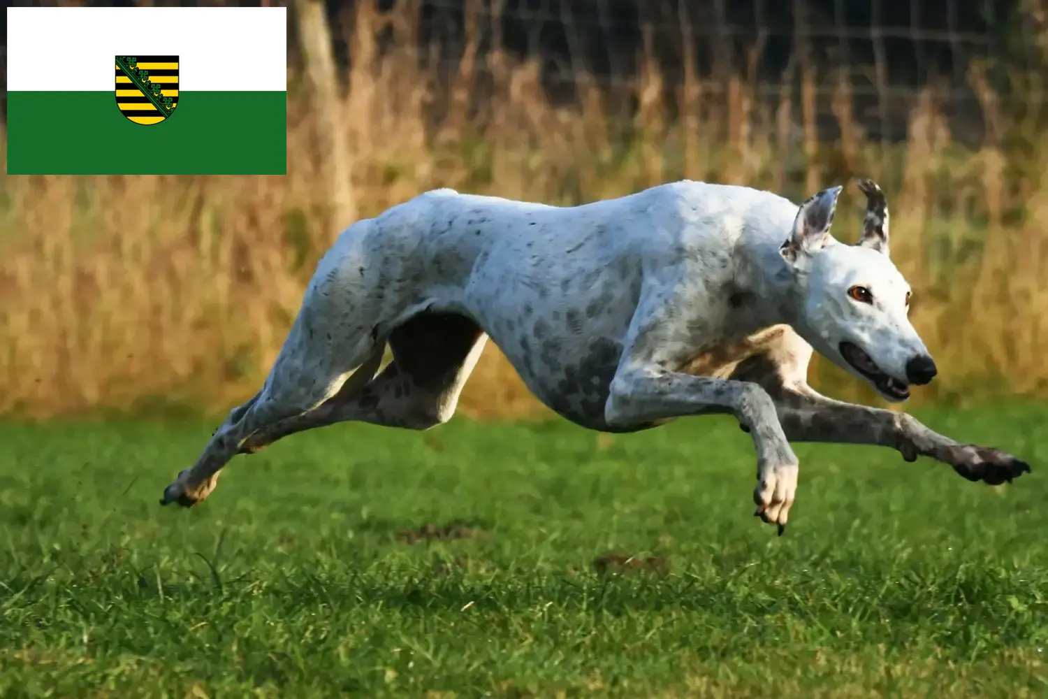 Read more about the article Greyhound breeders and puppies in Saxony