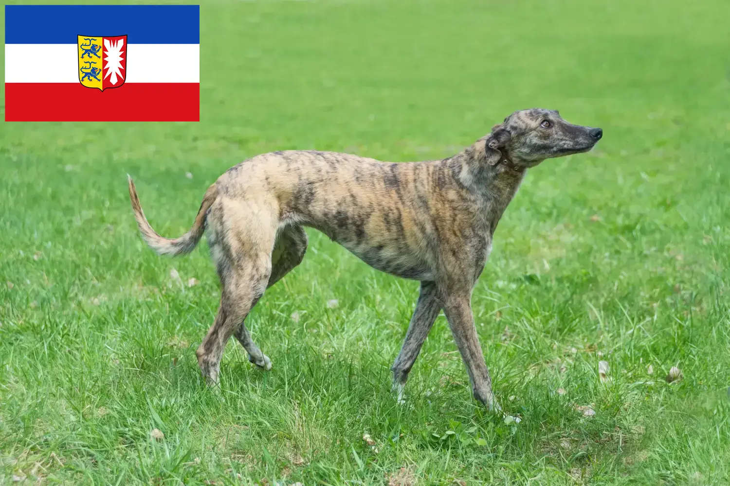 Read more about the article Greyhound breeders and puppies in Schleswig-Holstein