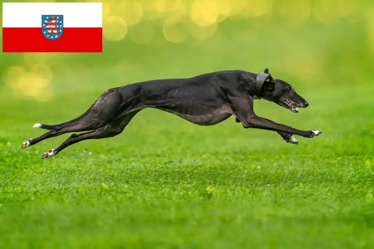 Read more about the article Greyhound breeders and puppies in Thuringia
