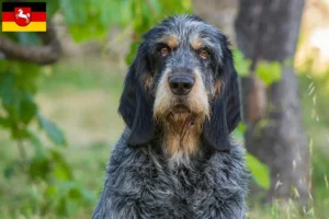 Read more about the article Griffon Bleu de Gascogne breeders and puppies in Lower Saxony