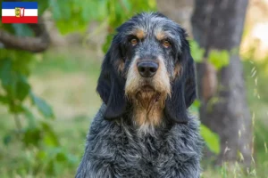 Read more about the article Griffon Bleu de Gascogne breeders and puppies in Schleswig-Holstein