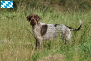 Read more about the article Griffon d’arrêt à poil dur Breeder and puppies in Bavaria