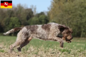 Read more about the article Griffon d’arrêt à poil dur Breeder and puppies in Lower Saxony