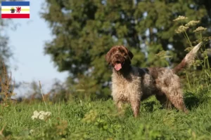 Read more about the article Griffon d’arrêt à poil dur Breeder and puppies in Mecklenburg-Vorpommern