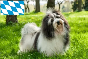 Read more about the article Havanese breeders and puppies in Bavaria