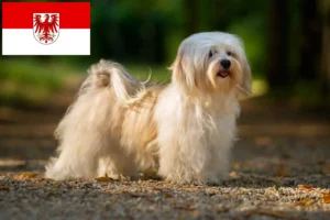 Read more about the article Havanese breeders and puppies in Brandenburg