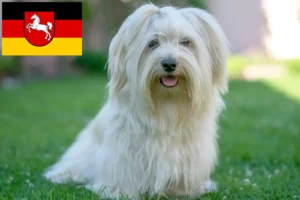 Read more about the article Havanese breeders and puppies in Lower Saxony