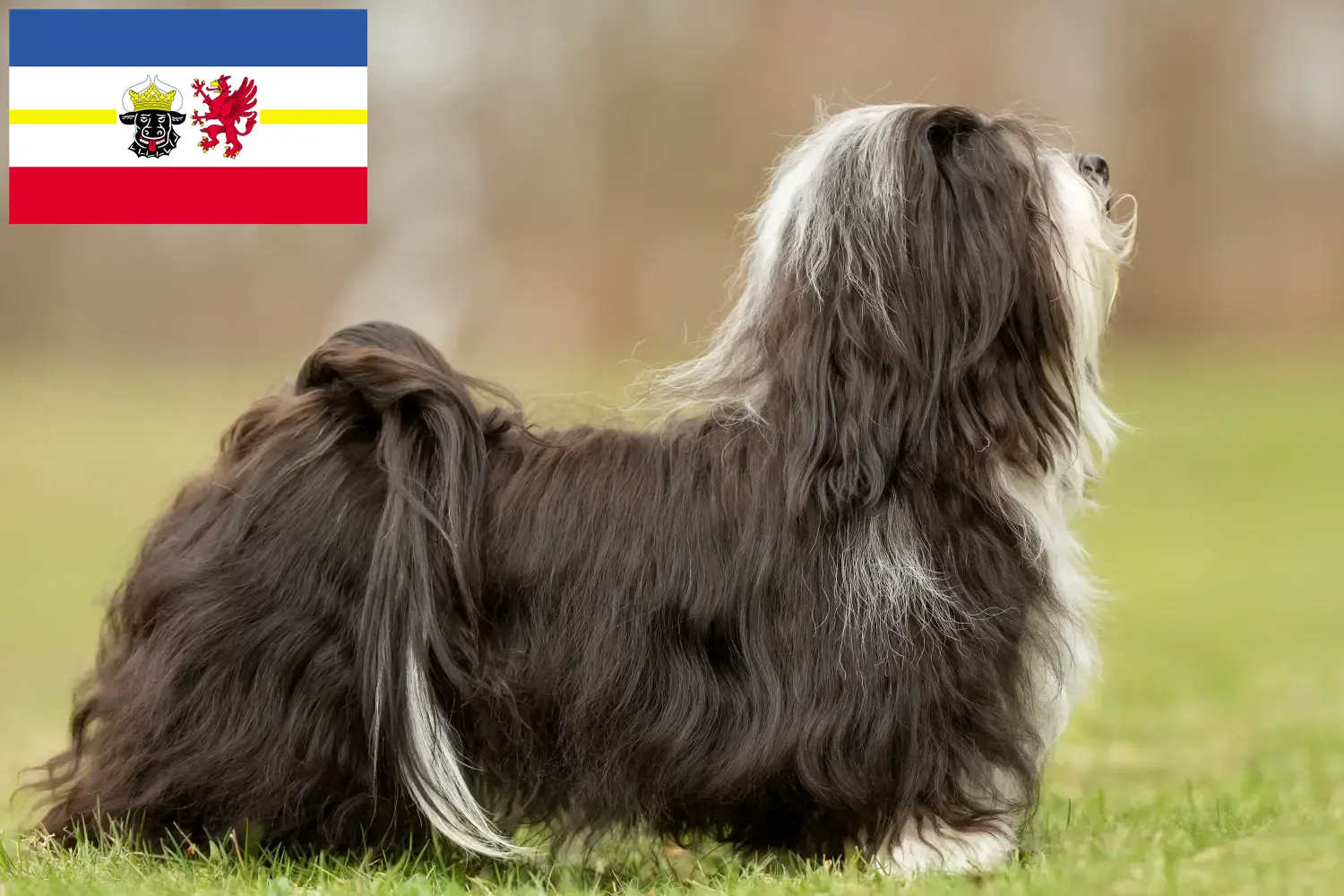 Read more about the article Havanese breeders and puppies in Mecklenburg-Vorpommern