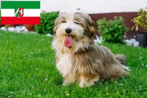 Read more about the article Havanese breeders and puppies in North Rhine-Westphalia