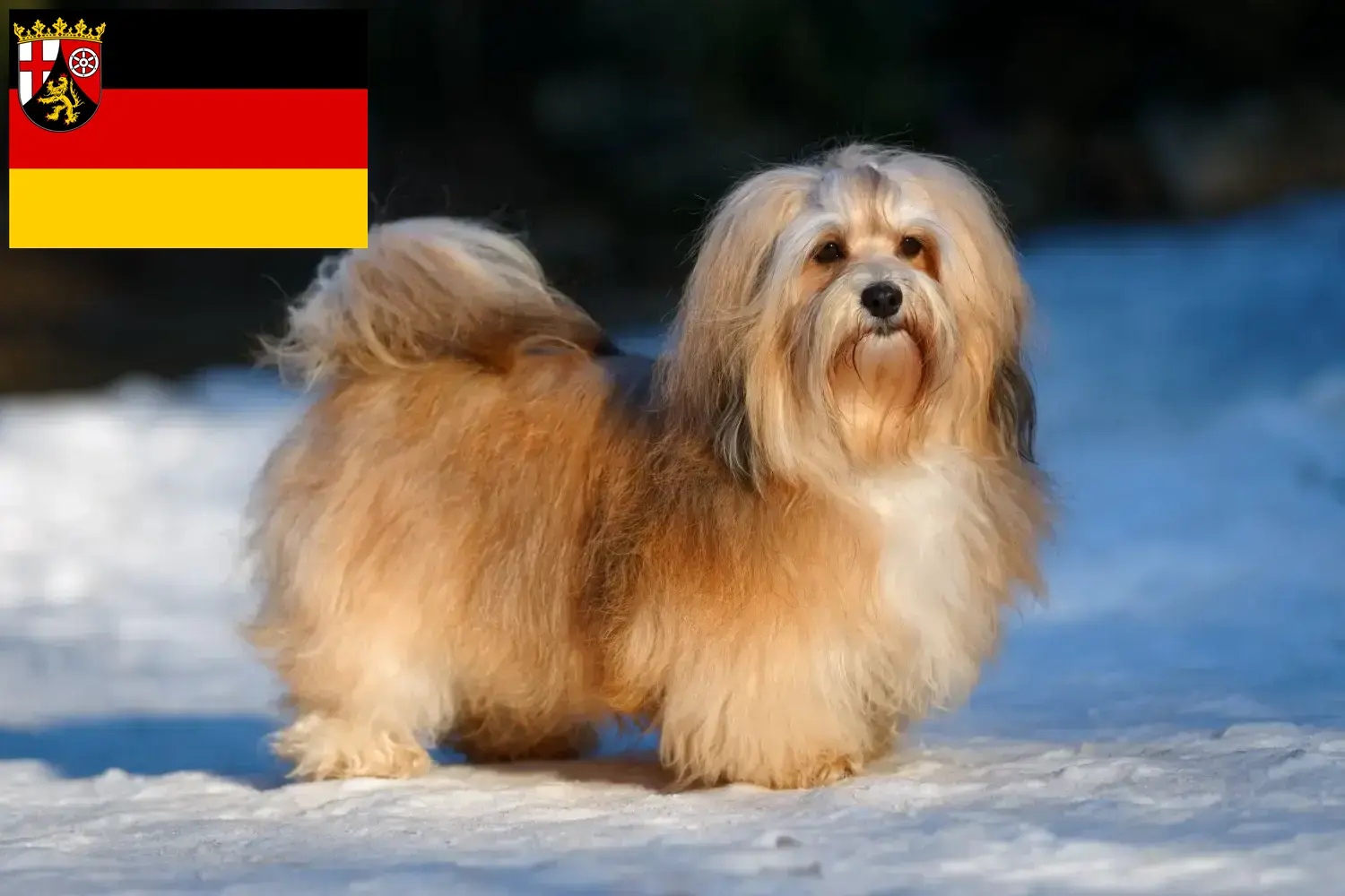 Read more about the article Havanese breeders and puppies in Rhineland-Palatinate