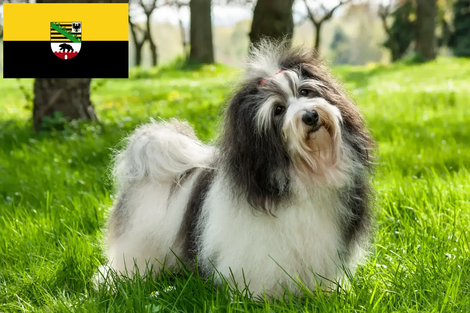 Read more about the article Havanese breeders and puppies in Saxony-Anhalt