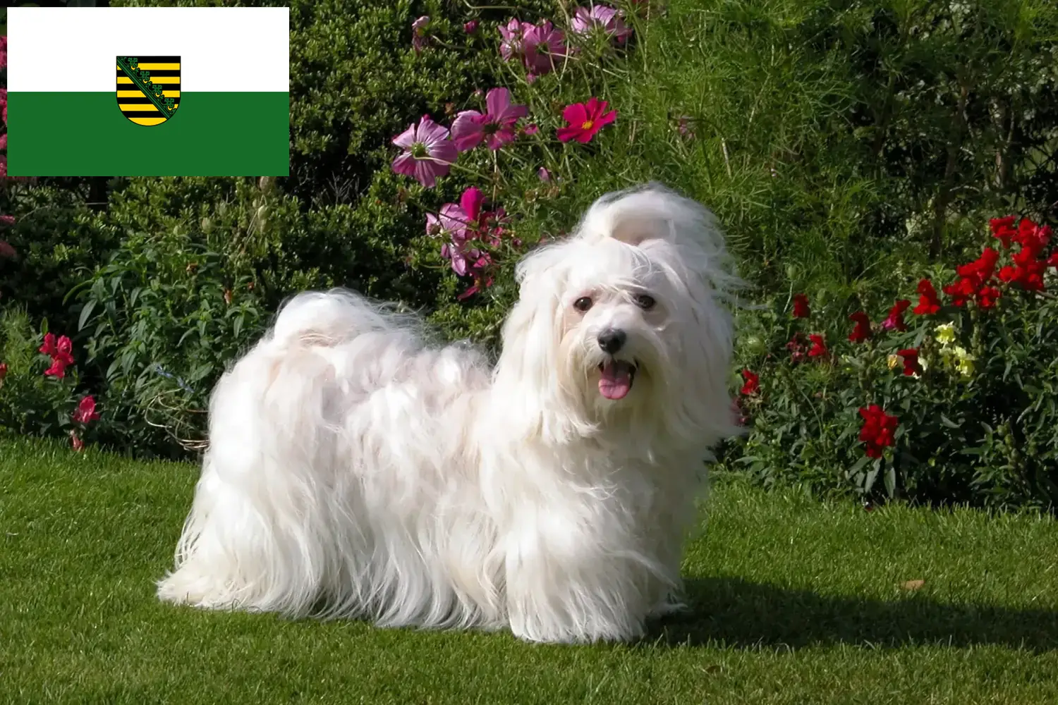 Read more about the article Havanese breeders and puppies in Saxony