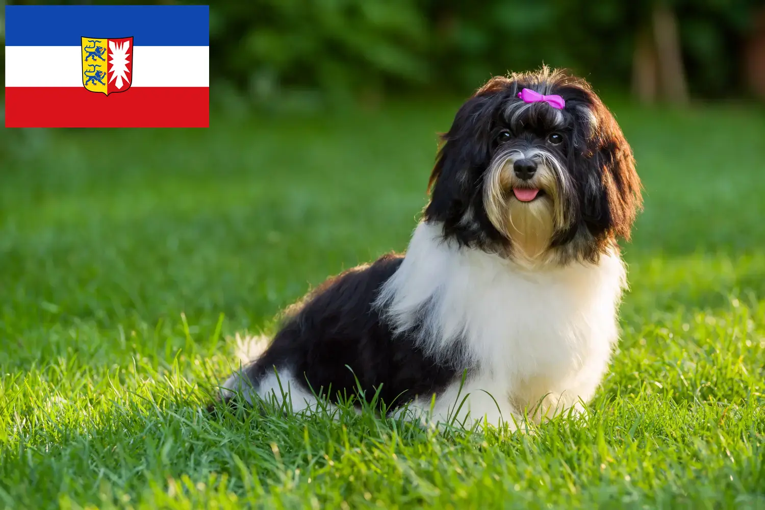 Read more about the article Havanese breeders and puppies in Schleswig-Holstein