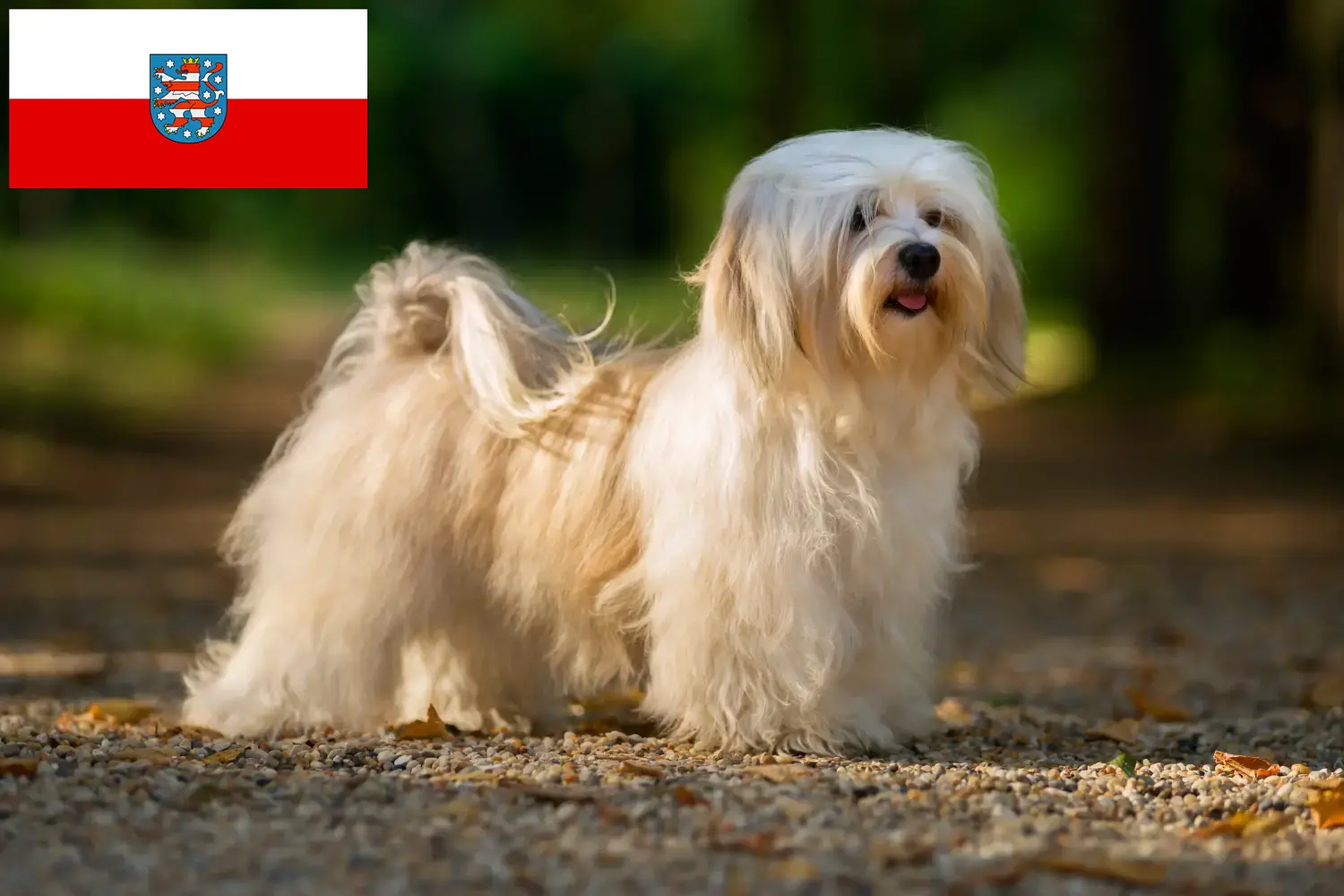 Read more about the article Havanese breeders and puppies in Thuringia