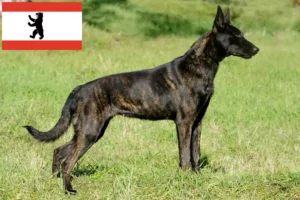 Read more about the article Hollandse Herdershond breeders and puppies in Berlin