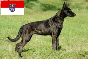 Read more about the article Hollandse Herdershond breeders and puppies in Hessen