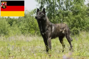 Read more about the article Hollandse Herdershond breeders and puppies in Rhineland-Palatinate