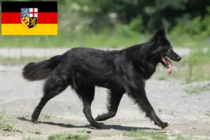 Read more about the article Hollandse Herdershond breeders and puppies in Saarland