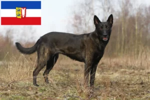 Read more about the article Hollandse Herdershond breeders and puppies in Schleswig-Holstein