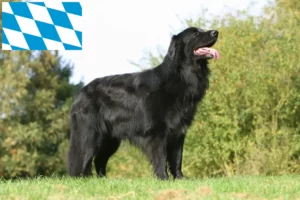 Read more about the article Hovawart breeders and puppies in Bavaria