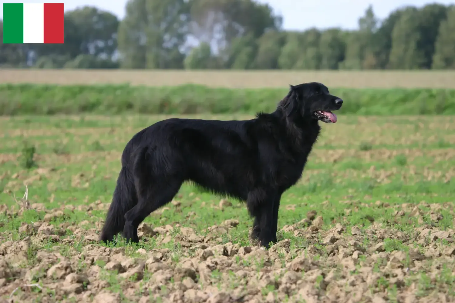 Read more about the article Hovawart breeders and puppies in Italy