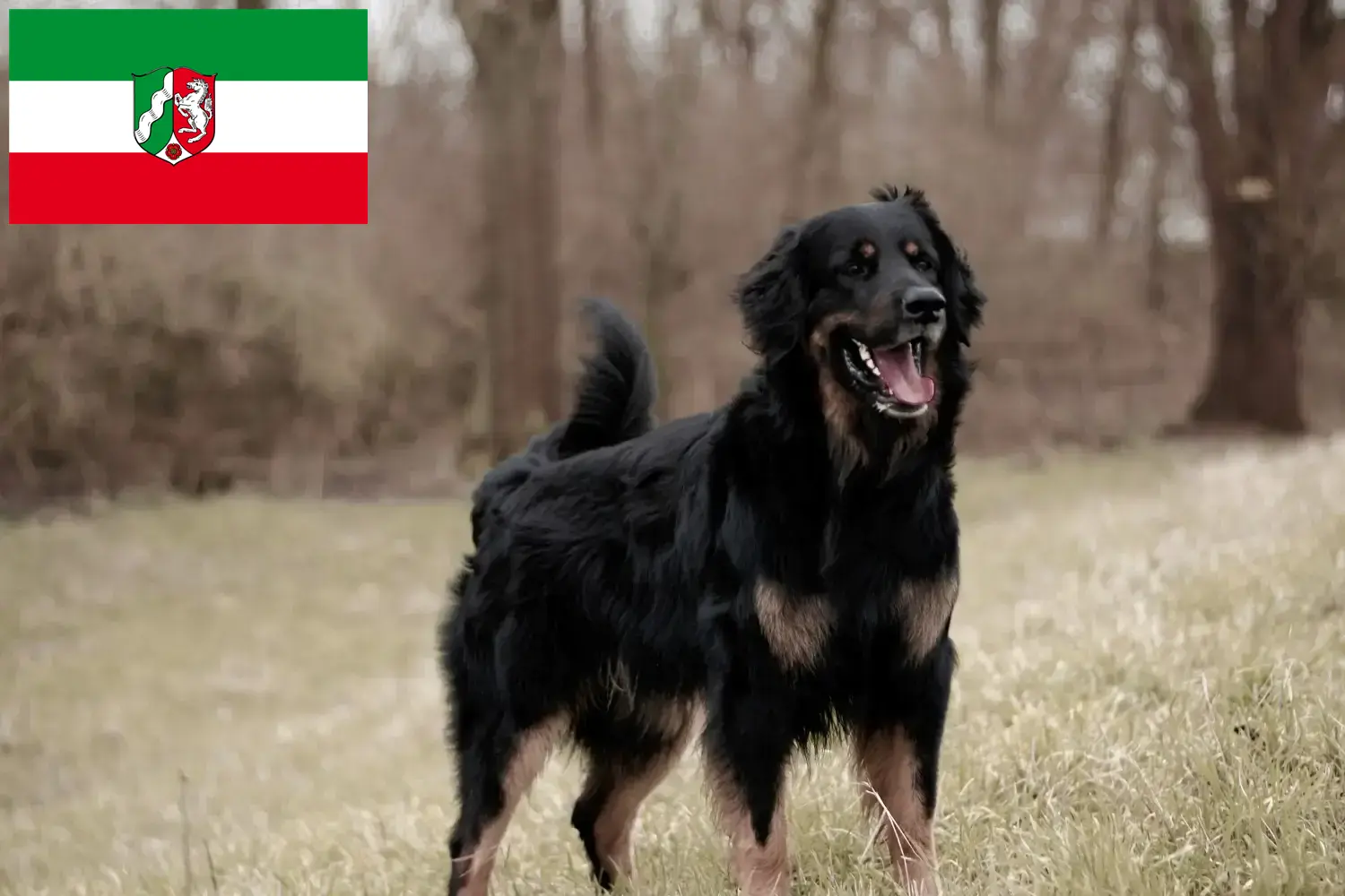 Read more about the article Hovawart breeders and puppies in North Rhine-Westphalia