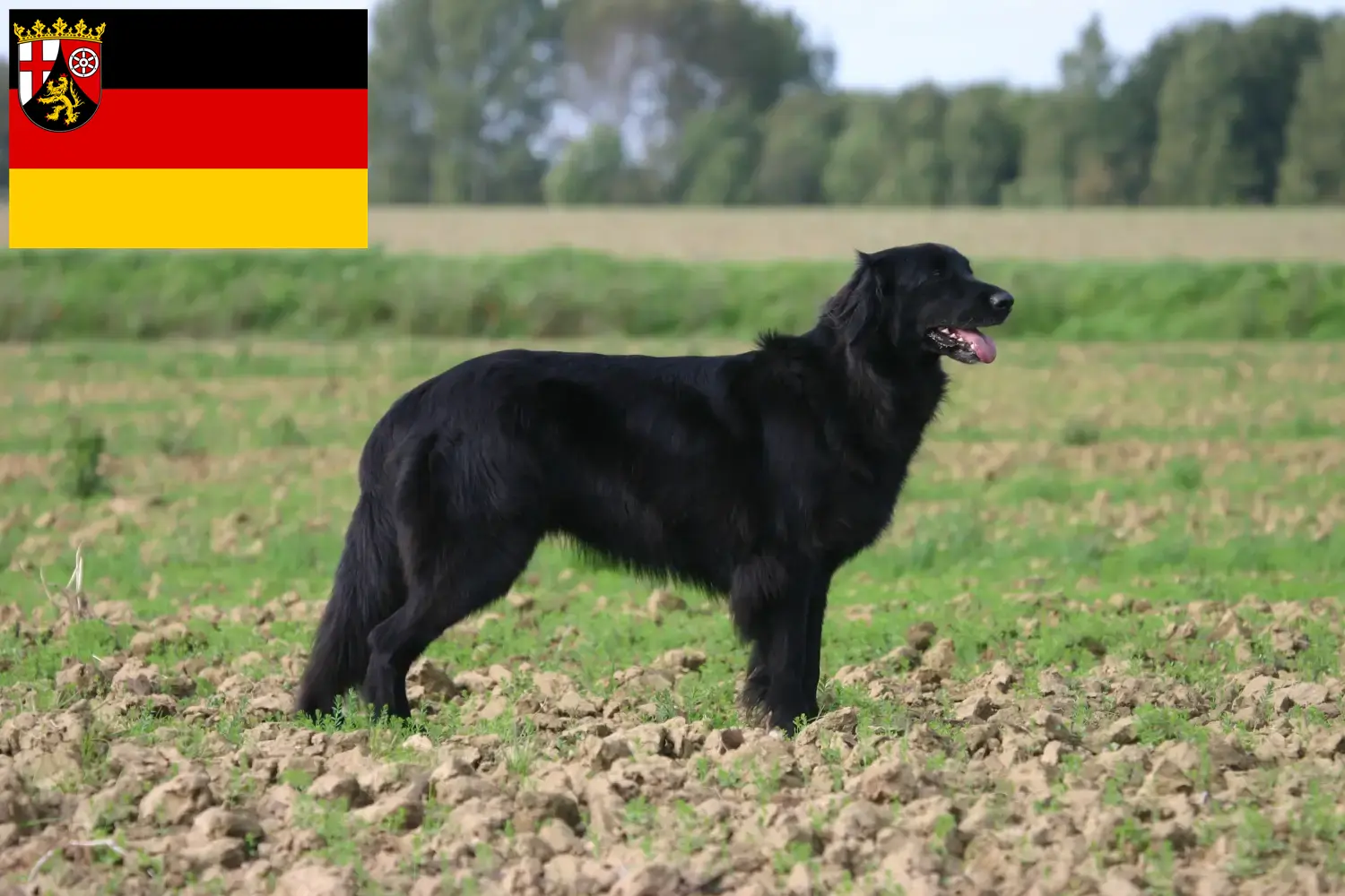 Read more about the article Hovawart breeders and puppies in Rhineland-Palatinate