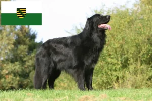 Read more about the article Hovawart breeders and puppies in Saxony