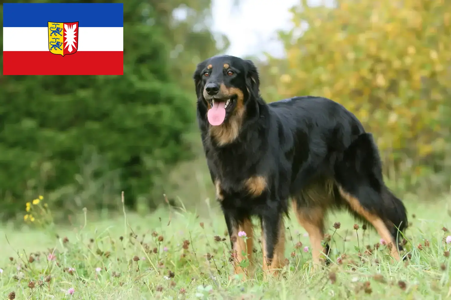 Read more about the article Hovawart breeders and puppies in Schleswig-Holstein