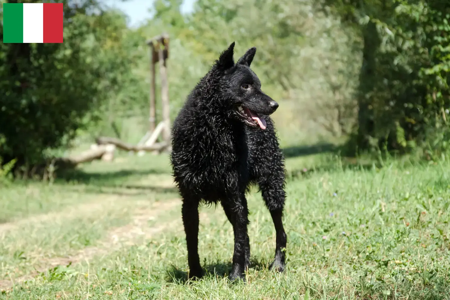 Read more about the article Hrvatski ovčar breeders and puppies in Italy