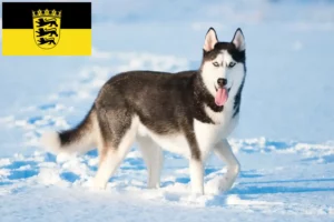 Read more about the article Husky breeders and puppies in Baden-Württemberg