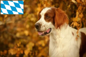 Read more about the article Irish Red and White Setter breeders and puppies in Bavaria