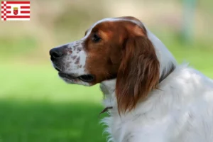 Read more about the article Irish Red and White Setter breeders and puppies in Bremen