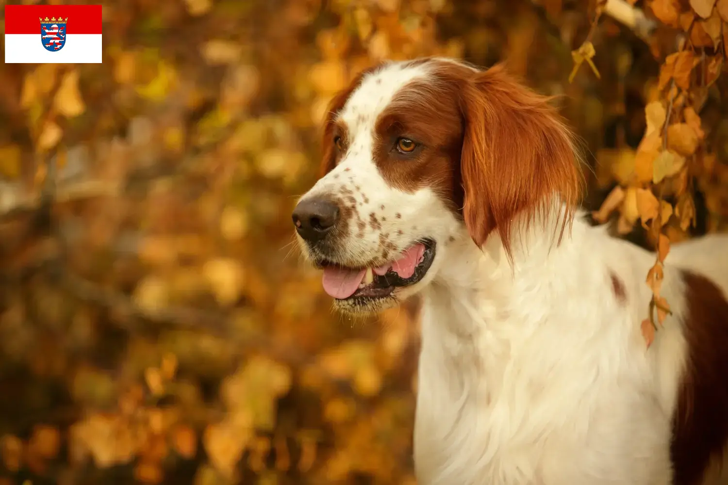 Read more about the article Irish Red and White Setter breeders and puppies in Hessen