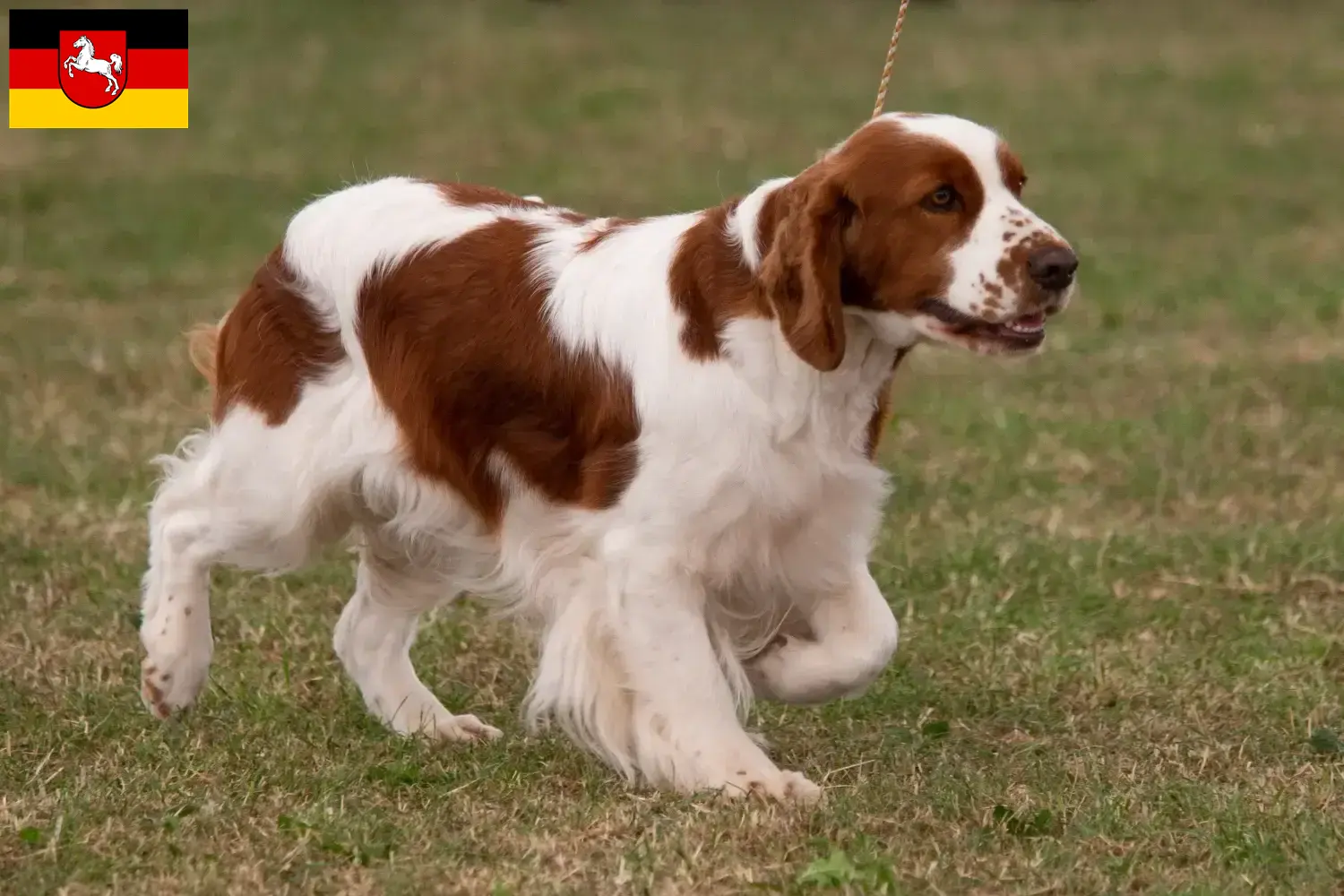 Read more about the article Irish Red and White Setter breeders and puppies in Lower Saxony