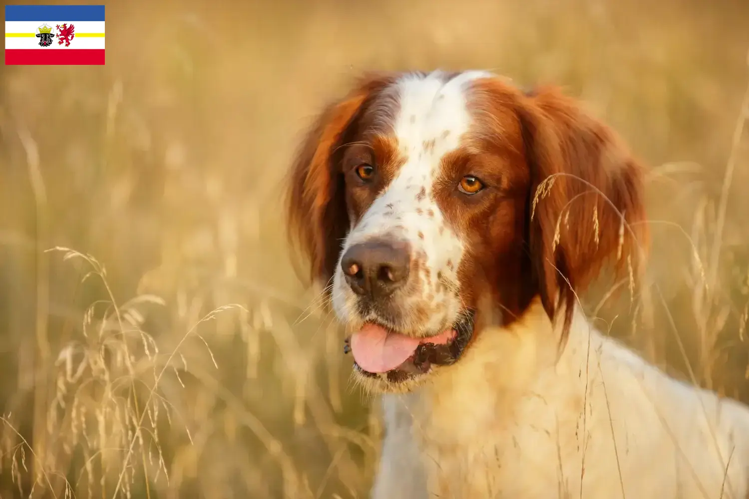 Read more about the article Irish Red and White Setter breeders and puppies in Mecklenburg-Vorpommern