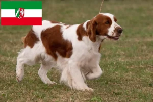 Read more about the article Irish Red and White Setter breeders and puppies in North Rhine-Westphalia