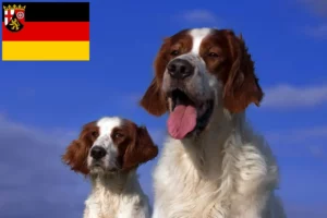 Read more about the article Irish Red and White Setter breeders and puppies in Rhineland-Palatinate