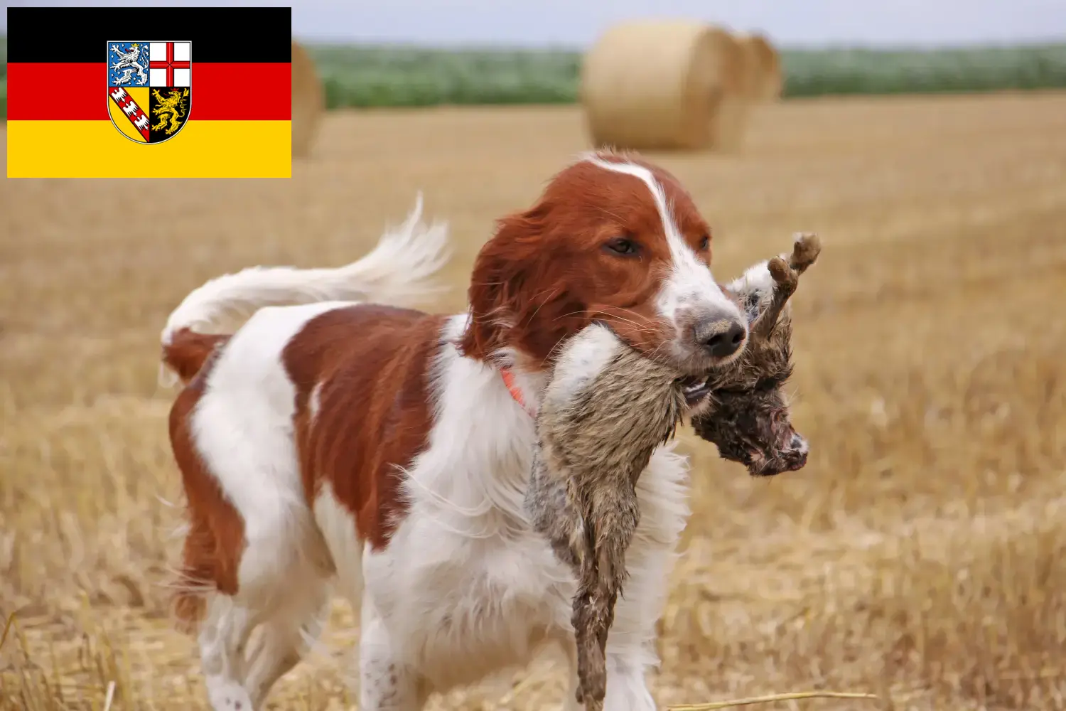 Read more about the article Irish Red and White Setter breeders and puppies in Saarland