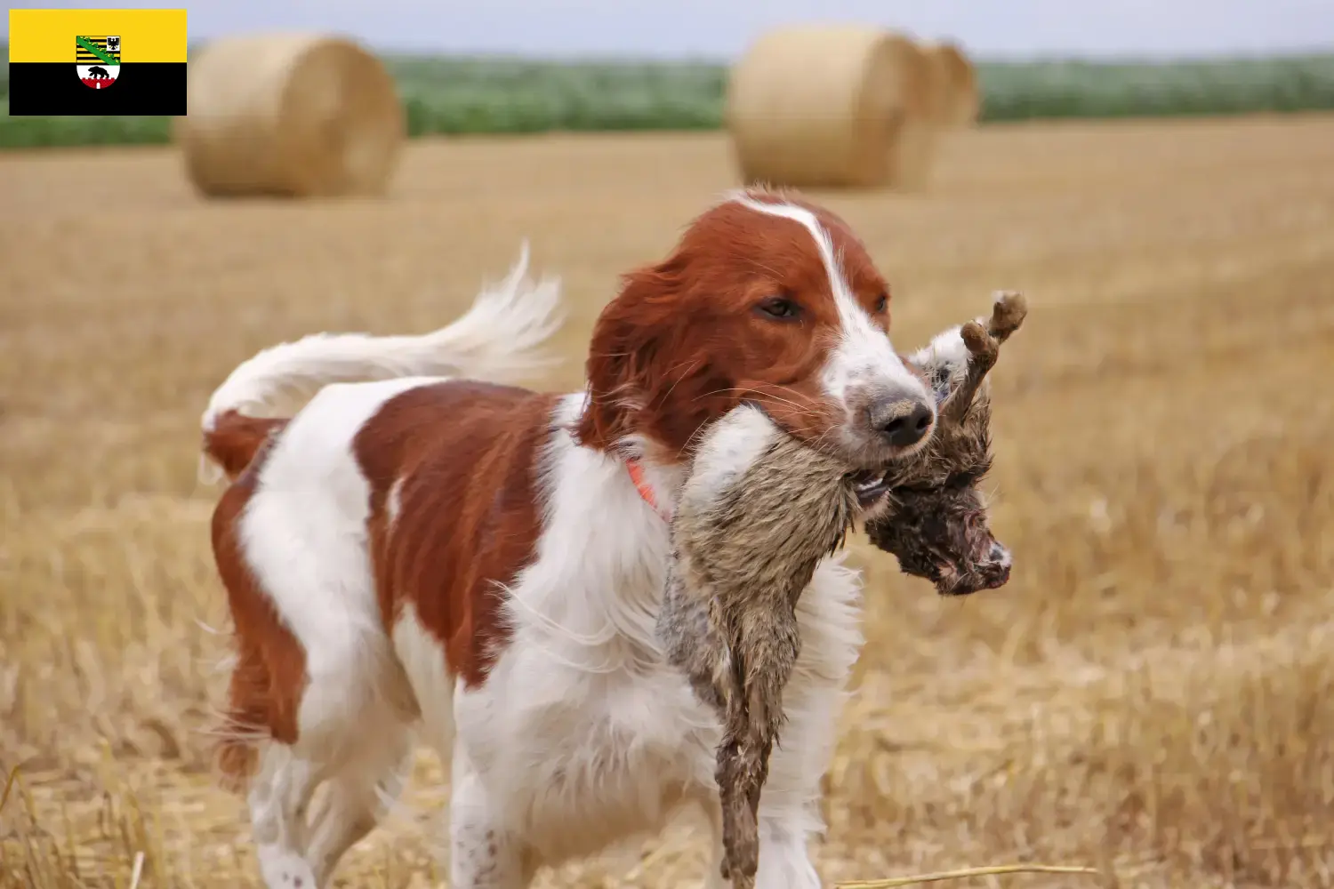 Read more about the article Irish Red and White Setter breeders and puppies in Saxony-Anhalt