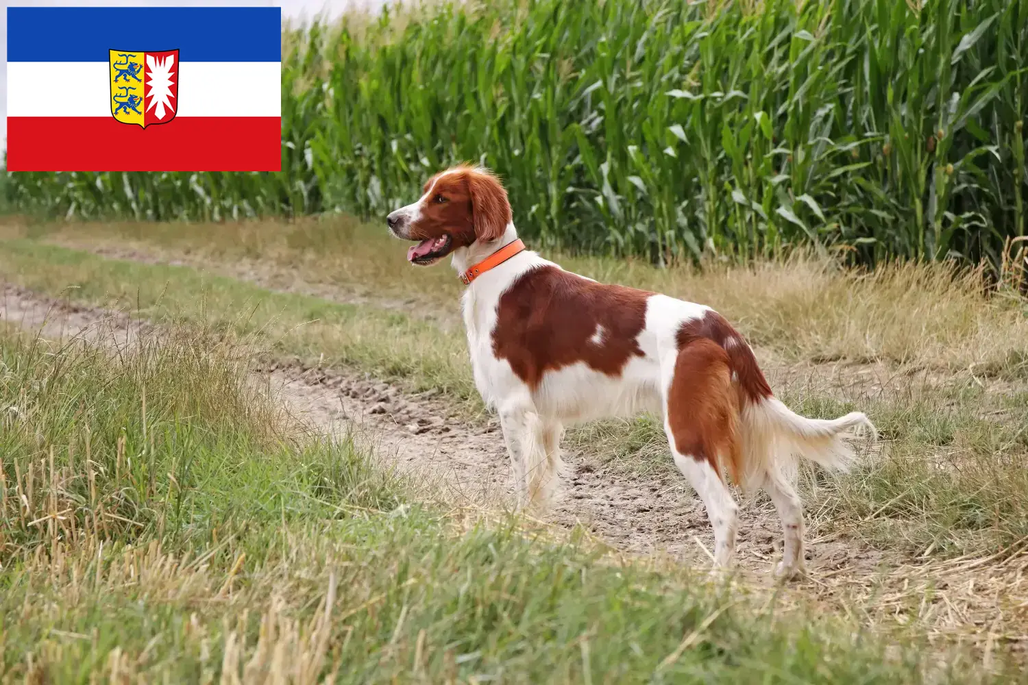 Read more about the article Irish Red and White Setter breeders and puppies in Schleswig-Holstein