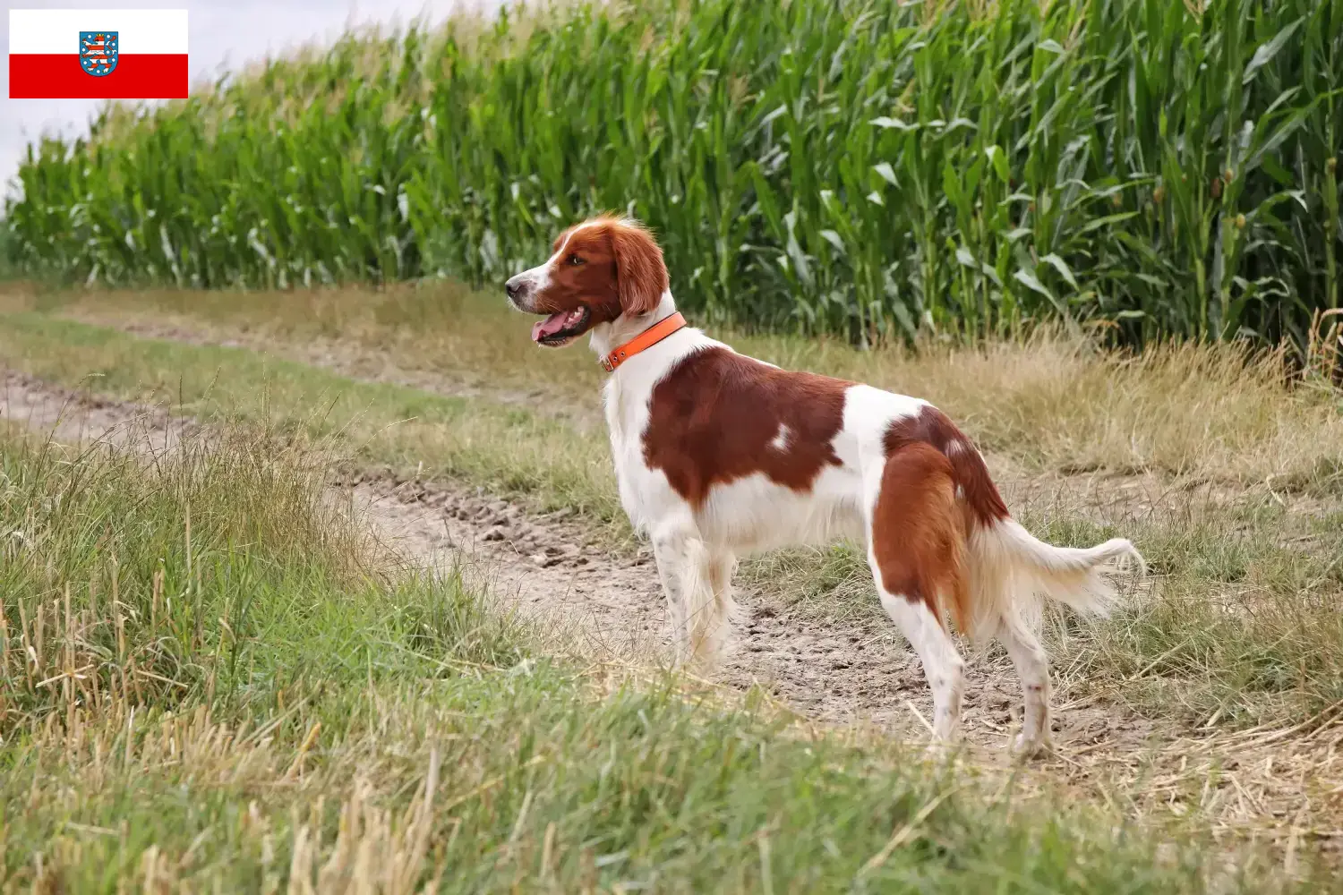 Read more about the article Irish Red and White Setter breeders and puppies in Thuringia
